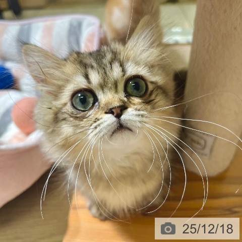 東京都のミヌエット (ペットプラス 板橋店/2025年9月19日生まれ/男の子/ブラウンタビー)の子猫の4枚目の画像