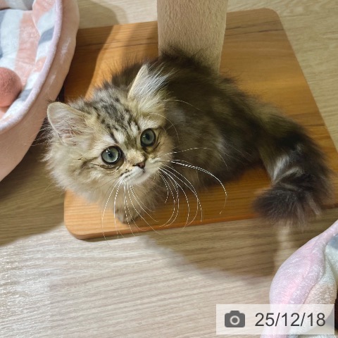 東京都のミヌエット (ペットプラス 板橋店/2025年9月19日生まれ/男の子/ブラウンタビー)の子猫の3枚目の画像