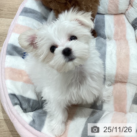 マルチーズの写真