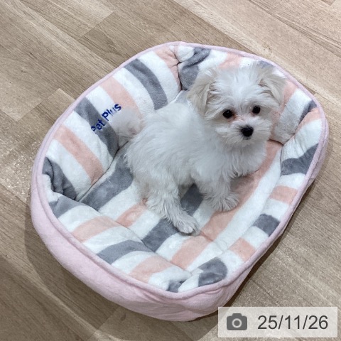 マルチーズの写真