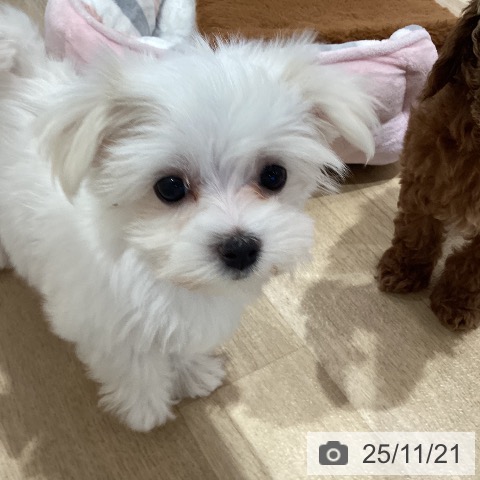 マルチーズの写真