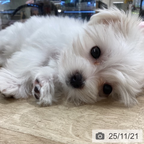 マルチーズの写真