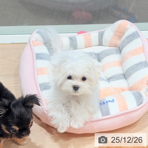 千葉県のマルチーズ (ペットプラス ユーカリが丘店/2025年9月16日生まれ/女の子/ホワイト)の子犬の4枚目の画像