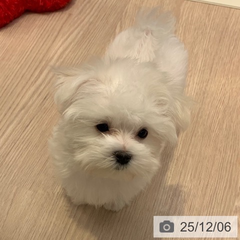 千葉県のマルチーズ (ペットプラス 幕張新都心店/2025年9月16日生まれ/女の子/ホワイト)の子犬の3枚目の画像