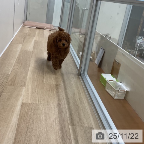 トイ・プードルの写真