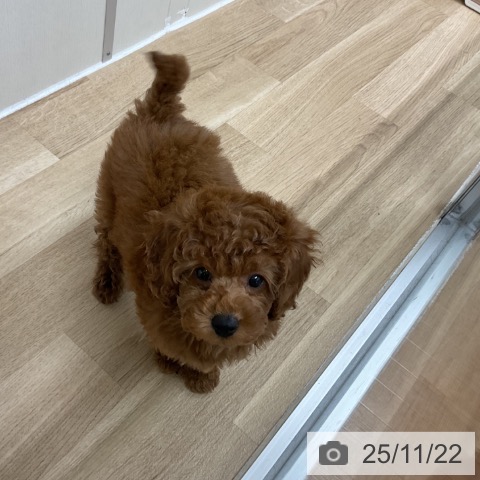 トイ・プードルの写真