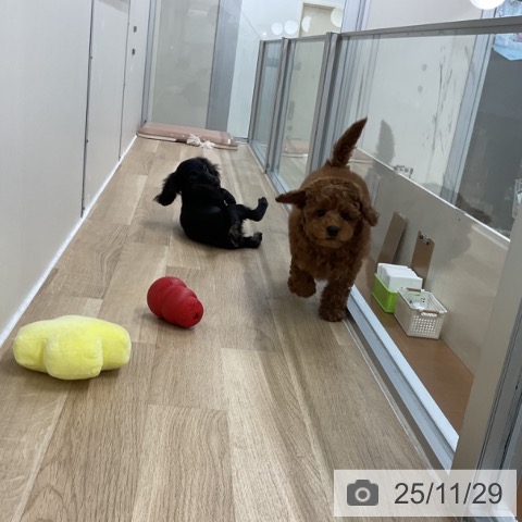 トイ・プードルの写真