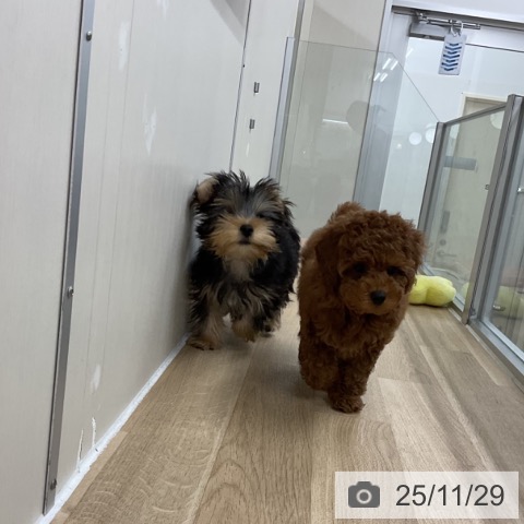 トイ・プードルの写真