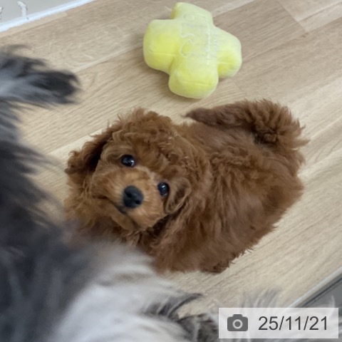 トイ・プードルの写真