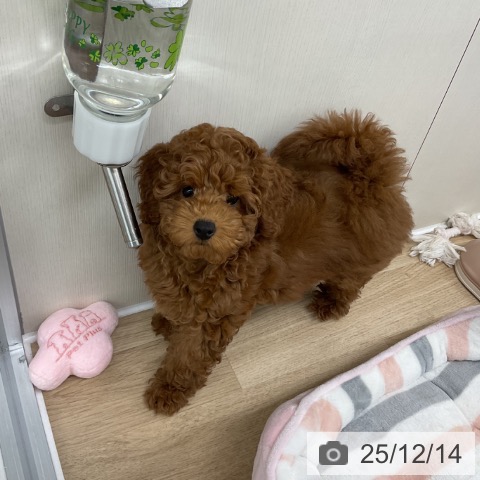 神奈川県のトイプードル(トイ) (ペットプラス アミーゴ藤沢店/2025年9月19日生まれ/女の子/レッド)の子犬の4枚目の画像