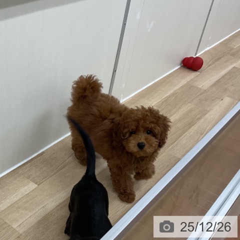 神奈川県のトイプードル(トイ) (ペットプラス アミーゴ藤沢店/2025年9月19日生まれ/女の子/レッド)の子犬の4枚目の画像