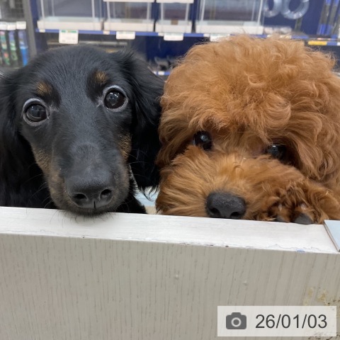 神奈川県のトイプードル(トイ) (ペットプラス アミーゴ藤沢店/2025年9月19日生まれ/女の子/レッド)の子犬の4枚目の画像