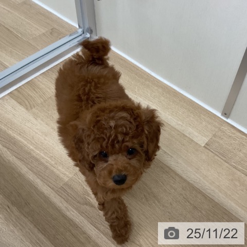 トイ・プードルの写真