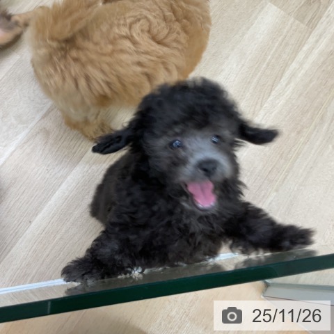 宮城県のトイプードル(トイ) (ペットプラス 仙台泉大沢店/2025年9月18日生まれ/男の子/シルバー)の子犬の3枚目の画像