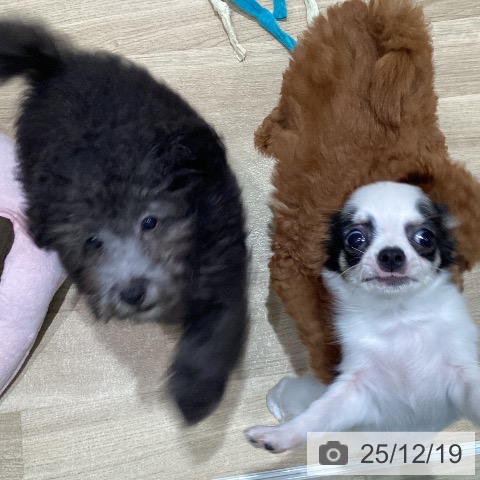 宮城県のトイプードル(トイ) (ペットプラス 仙台泉大沢店/2025年9月18日生まれ/男の子/シルバー)の子犬の3枚目の画像