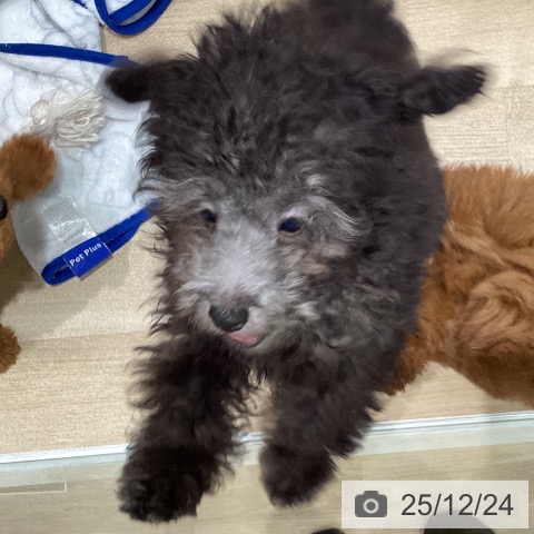 宮城県のトイプードル(トイ) (ペットプラス 仙台泉大沢店/2025年9月18日生まれ/男の子/シルバー)の子犬の3枚目の画像