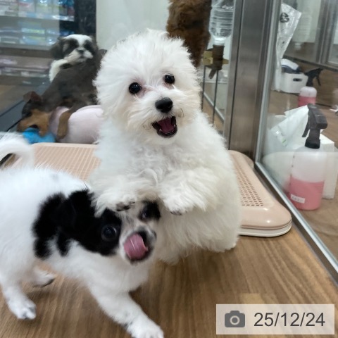 茨城県のトイプードル(トイ) (ペッツワン つくば店/2025年9月18日生まれ/男の子/ホワイト)の子犬の4枚目の画像