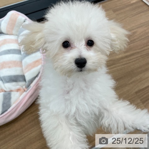 茨城県のトイプードル(トイ) (ペッツワン つくば店/2025年9月18日生まれ/男の子/ホワイト)の子犬の4枚目の画像