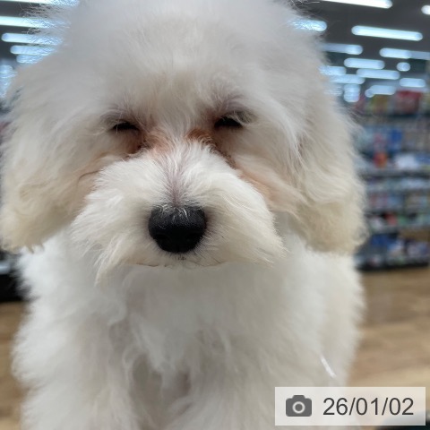 茨城県のトイプードル(トイ) (ペッツワン つくば店/2025年9月18日生まれ/男の子/ホワイト)の子犬の4枚目の画像