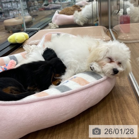 茨城県のトイプードル(トイ) (ペッツワン つくば店/2025年9月18日生まれ/男の子/ホワイト)の子犬の4枚目の画像