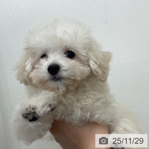 千葉県のトイプードル(トイ) (ペットプラス 成田店/2025年9月18日生まれ/男の子/ホワイト)の子犬の3枚目の画像