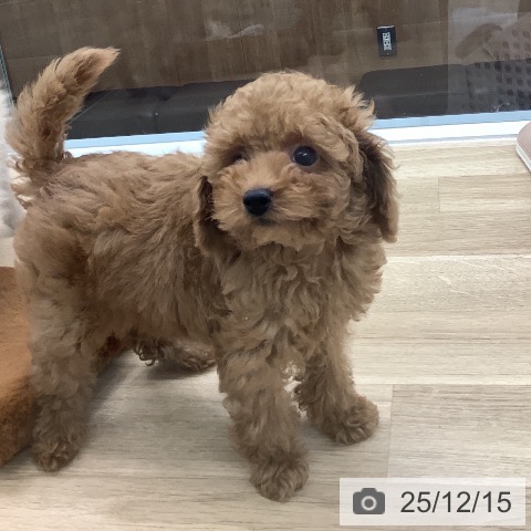 千葉県のトイプードル(トイ) (ペットプラス 船橋店/2025年9月20日生まれ/男の子/アプリコット)の子犬の4枚目の画像