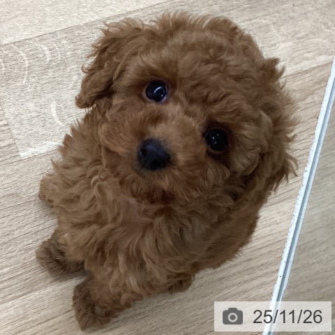 千葉県のトイプードル(トイ) (ペットプラス 船橋店/2025年9月20日生まれ/男の子/アプリコット)の子犬の3枚目の画像