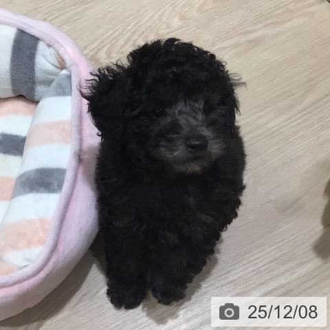 神奈川県のトイプードル(トイ) (ペットプラス 川崎ルフロン店/2025年9月20日生まれ/男の子/シルバー)の子犬の4枚目の画像