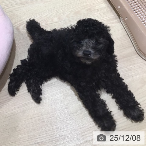 神奈川県のトイプードル(トイ) (ペットプラス 川崎ルフロン店/2025年9月20日生まれ/男の子/シルバー)の子犬の3枚目の画像