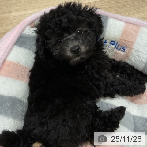 トイ・プードルの写真