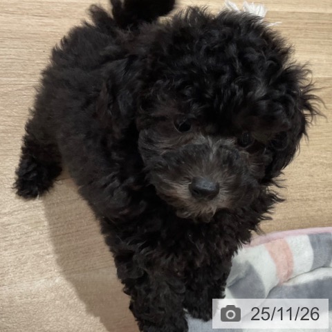 トイ・プードルの写真