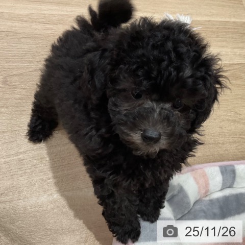 トイ・プードルの写真