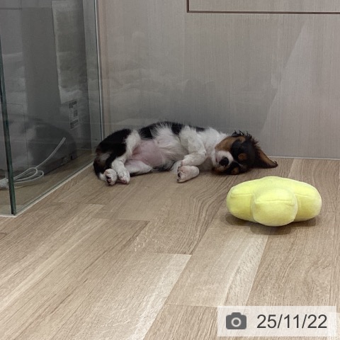 キャバリア・キングチャールズ・スパニエルの写真