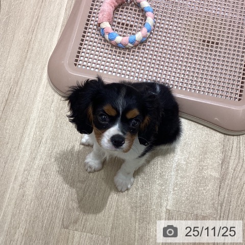 キャバリア・キングチャールズ・スパニエルの写真