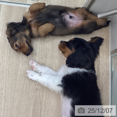 岩手県のキャバリアキングチャールズスパニエル (ペットプラス 盛岡南店/2025年9月18日生まれ/女の子/トライカラー)の子犬の3枚目の画像