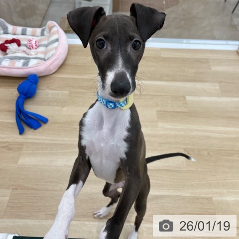 イタリアン・グレーハウンドの写真