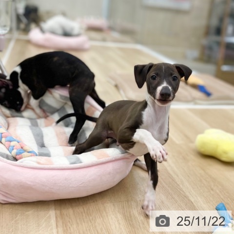 イタリアン・グレーハウンドの写真