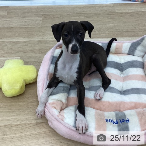 イタリアン・グレーハウンドの写真