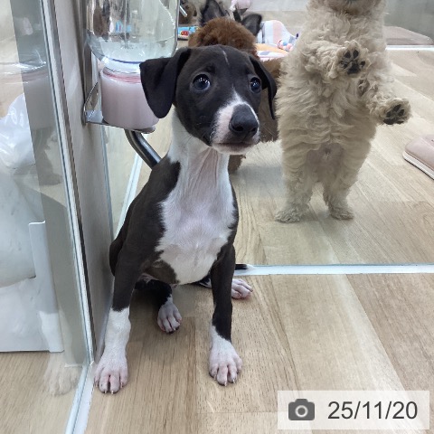 イタリアン・グレーハウンドの写真