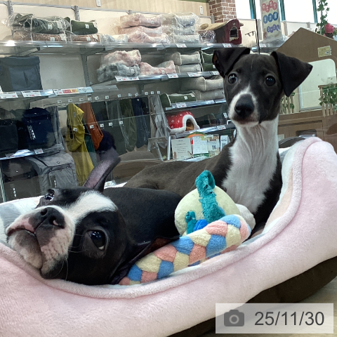 イタリアン・グレーハウンドの写真