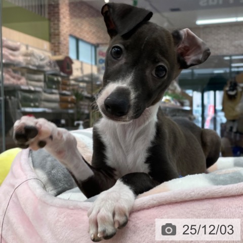 イタリアン・グレーハウンドの写真