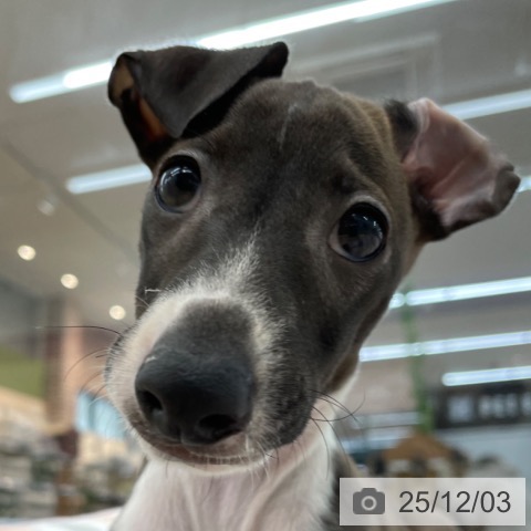 イタリアン・グレーハウンドの写真