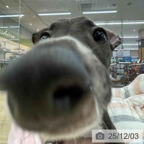 神奈川県のイタリアングレーハウンド (ペットプラス 相模原並木店/2025年9月20日生まれ/男の子/シールホワイト)の子犬の4枚目の画像