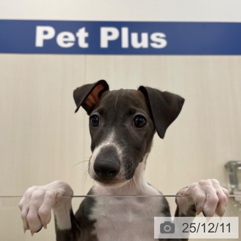 神奈川県のイタリアングレーハウンド (ペットプラス 相模原並木店/2025年9月20日生まれ/男の子/シールホワイト)の子犬の3枚目の画像