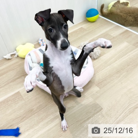 神奈川県のイタリアングレーハウンド (ペットプラス 相模原並木店/2025年9月20日生まれ/男の子/シールホワイト)の子犬の3枚目の画像