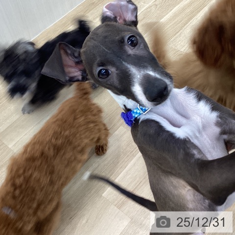 神奈川県のイタリアングレーハウンド (ペットプラス 相模原並木店/2025年9月20日生まれ/男の子/シールホワイト)の子犬の3枚目の画像