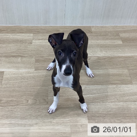 神奈川県のイタリアングレーハウンド (ペットプラス 相模原並木店/2025年9月20日生まれ/男の子/シールホワイト)の子犬の3枚目の画像