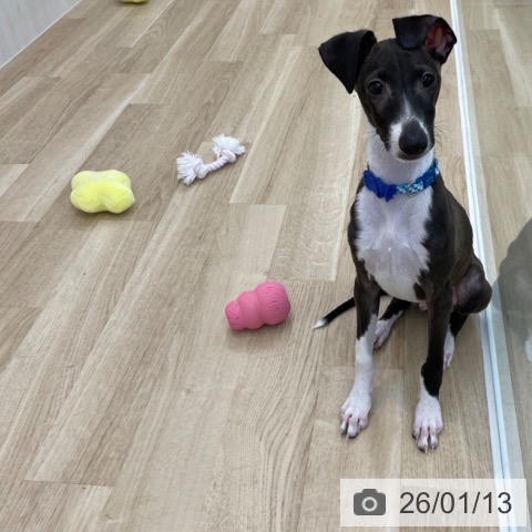 神奈川県のイタリアングレーハウンド (ペットプラス 相模原並木店/2025年9月20日生まれ/男の子/シールホワイト)の子犬の4枚目の画像