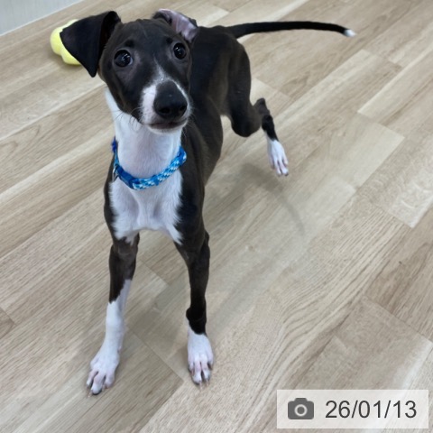 神奈川県のイタリアングレーハウンド (ペットプラス 相模原並木店/2025年9月20日生まれ/男の子/シールホワイト)の子犬の3枚目の画像