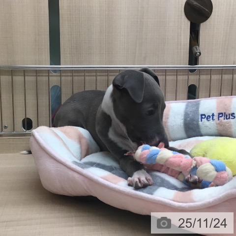 イタリアン・グレーハウンドの写真